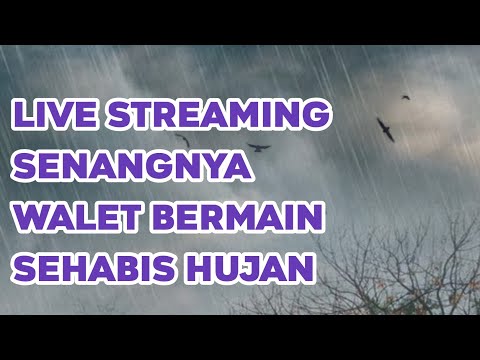 suara-walet-top-respon---begini-respon-walet-sehabis-hujan