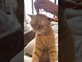 中国土生土长的印度小猫？？？隔着屏幕都能感受到小猫的愉悦