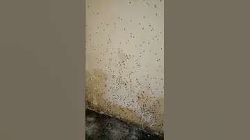 Канализационные мухи подъезд Кирова 1