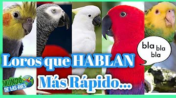 ¿Cuál es la mejor ave para tener de mascota?