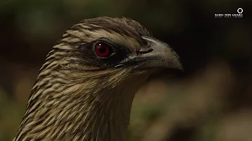 Safari Diaries: Killer Bird