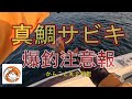 真鯛サビキ爆釣注意報#鯛サビキ#からこと丸#船釣り#fishing #fishingvideo