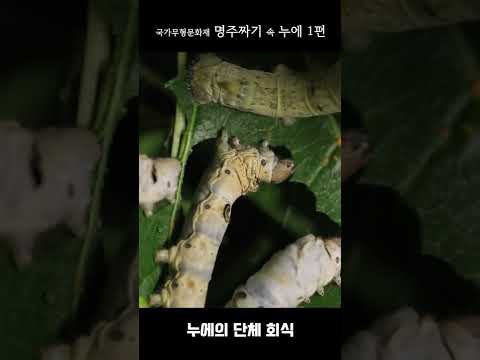 [순간포착] 누에들의 단체 회식 #Shorts