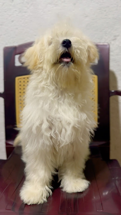 Chuti sukiriya😌#petsrule #cuteanimal #petshub#dogshorts #dogs #doglife #dogvideos #dogsofinstagram