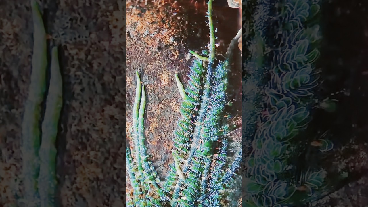 Terniopsis - Podostemaceae rare aquatic plant