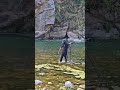 Just me, my camera, and the untamed beauty of the wild.#ytshorts#shorts #nature #animalshorts