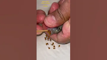 Blue Cichlid Fish Gave Birth To 23 Babies Fish 