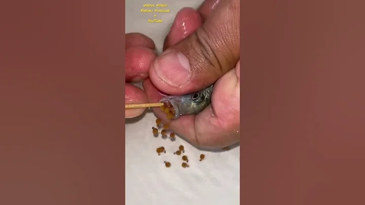 Blue cichlid fish gave birth to 23 babies 🐬😍👍🙏 #fish