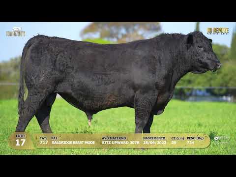 LOTE 017