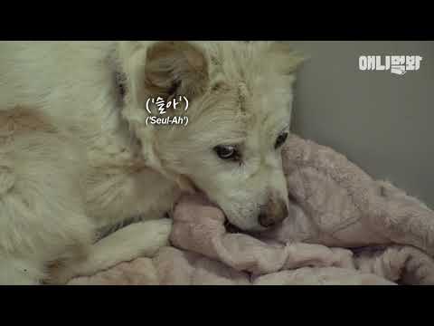 사람이 싫습니다ㅣThe Life Of A <strong>Dog</strong> Who Escaped <strong>From</strong> A <strong>Dog</strong> Farm On Her Is Hell