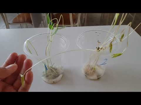 Video: Perbezaan Antara Tumbuhan Yang Tumbuh Di Cahaya Dan Gelap