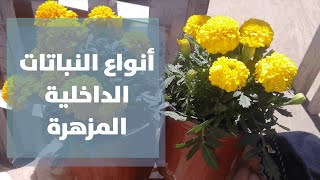 أنواع النباتات الداخلية المزهرة