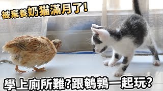 奶貓滿月了!學上廁所很難嗎?跟鵪鶉一起放風玩!【許伯簡芝】貓05/DIY貓砂盆