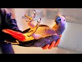 Как проверить, доверяет ли вам ваш попугай ПОЛНОСТЬЮ?/funny animal videos