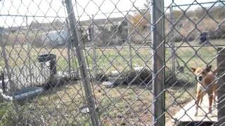 SALINA ANIMAL CONTROL