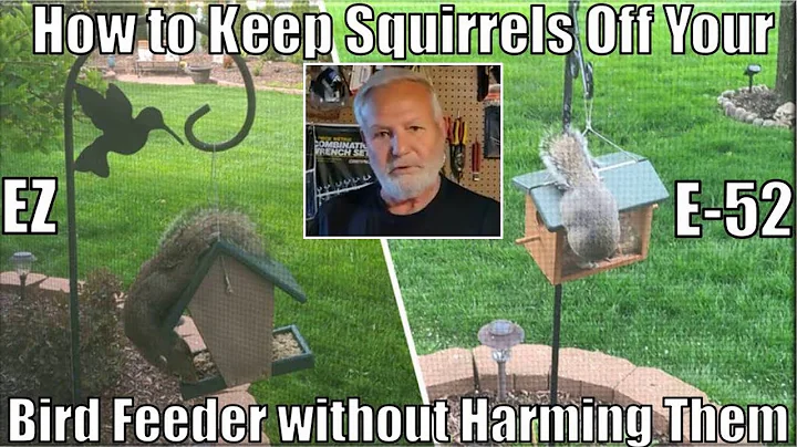 Squirrels Off Bird Feeder