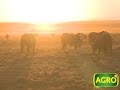 AgroTV en Matto Grosso: Un argentino que apuesta a la carne de calidad (#677 2016-07-23)