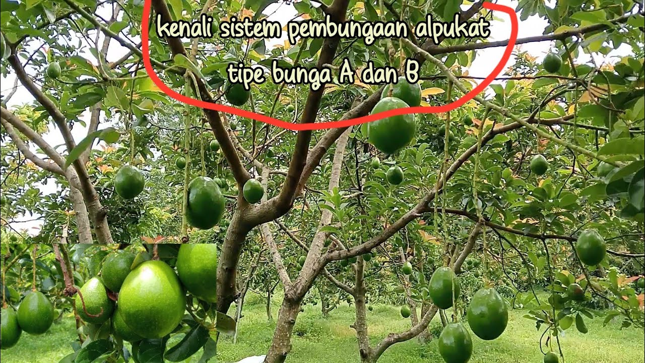 Upaya agar penyerbukan bunga alpukat bisa maksimal. ALPUKAT MIKI bisa berbuah sepanjang musim.
