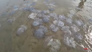 ШОК НА ПЛЯЖЕ В ГЕНГОРКЕ/АРАБАТСКАЯ СТРЕЛКА / АЗОВСКОЕ МОРЕ 2019 ШОК НА ПЛЯЖЕ В ГЕНГОРКЕ/АРАБАТСКАЯ СТРЕЛКА / АЗОВСКОЕ МОРЕ 2019