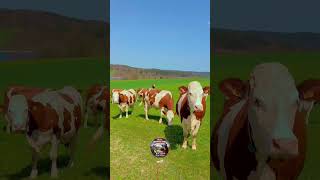 ￼ Walking in nature  4K 🐄🐄😍😍🐄🐄