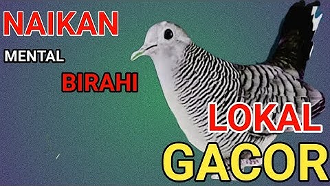 Perkutut Lokal Gacor SI RAJA pikat -Ahlinya naikin BIRAHI.