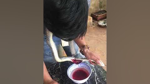 Cách lấy tiết rắn