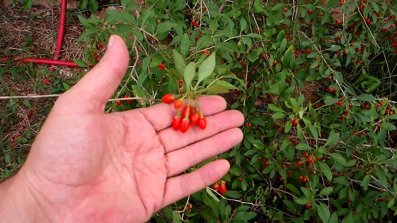 Early Fall: Goji Berries and Cypress Vines!