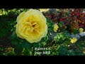 恋はかげろう/田中ケイト/Cover北原涼