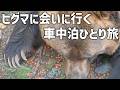 エゾヒグマを間近でみられる道東へ行く車中泊ひとり旅！十勝の無料キャンプ場をチェックしながら熊をじっくり観察