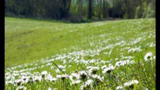 Video thumbnail of "The Daisies"