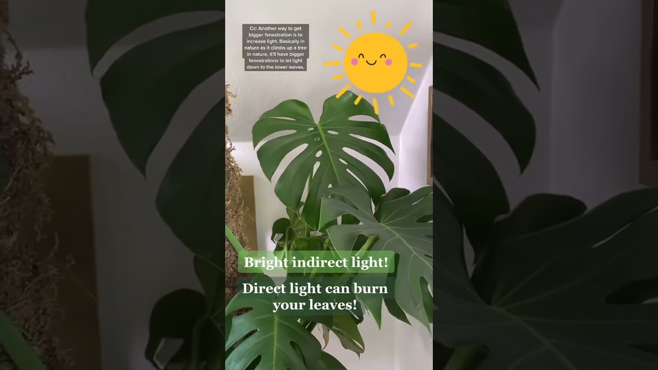 young monstera plant Monstera – Fragrance Plants and Flowers