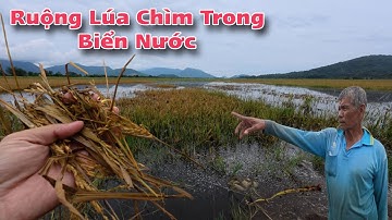 Lũ Dâng Bất Ngờ Ở Bảy Núi An Giang – Hàng Trăm Công Lúa Chìm Trong Biển Nước | Trần Thiện Hóa