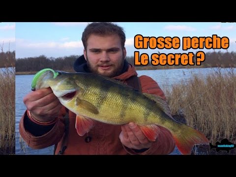 Vidéo: Comment Attraper Une Grosse Perche