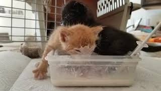 Messy Orphan Kittens learning to eat formula - Found by a Gas Station Dumpster! by Catville TNR 6,042 views 3 years ago 1 minute, 46 seconds