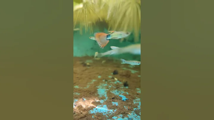 Guppy small pond video....