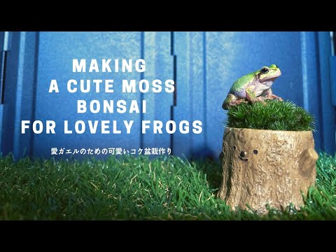 Making A Cute Moss Bonsai For Lovely Frogs / 愛ガエルのための可愛いコケ盆栽作り