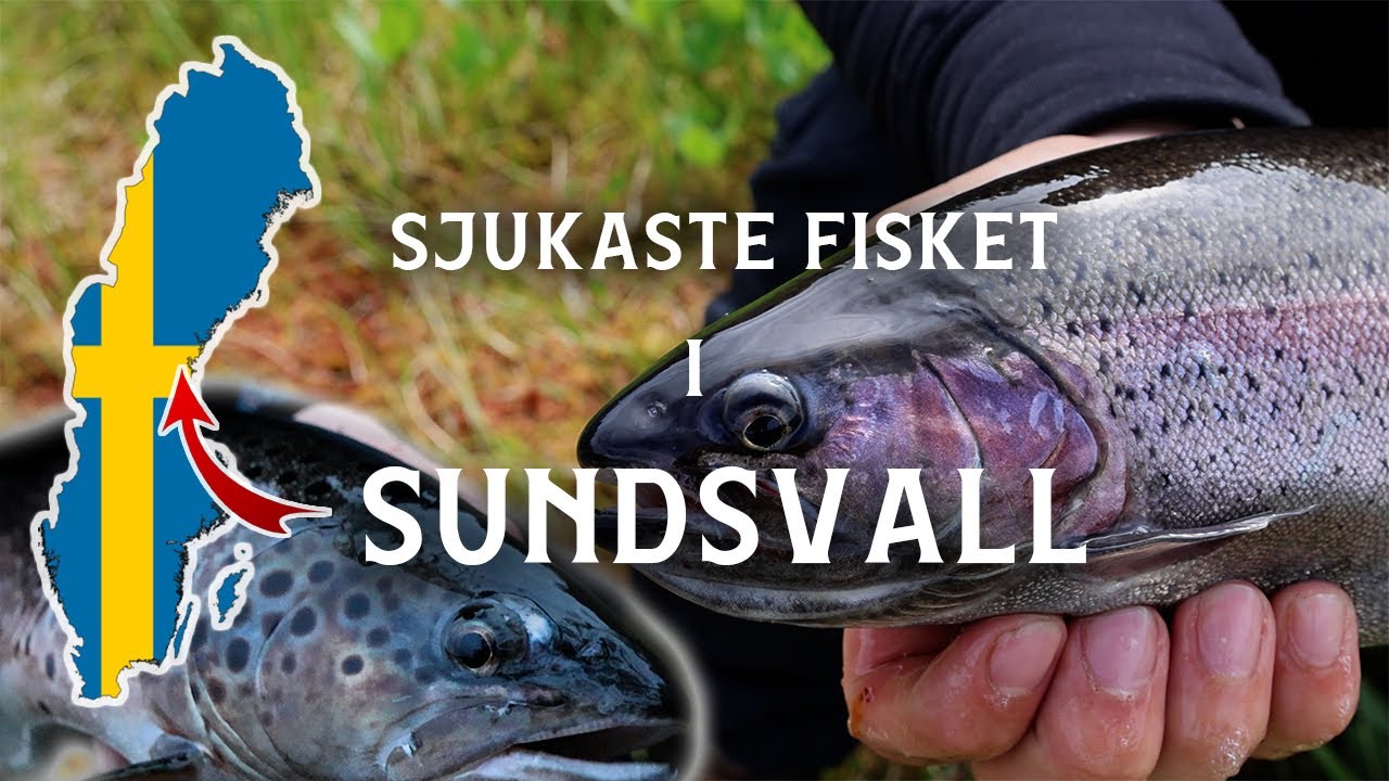 Galet fiske efter Öring och Regnbåge i Sundsvall [4K] - YouTube