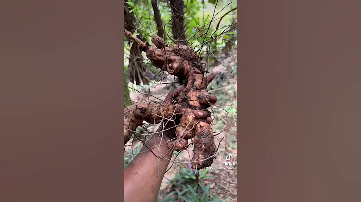 What is Chaney Root?