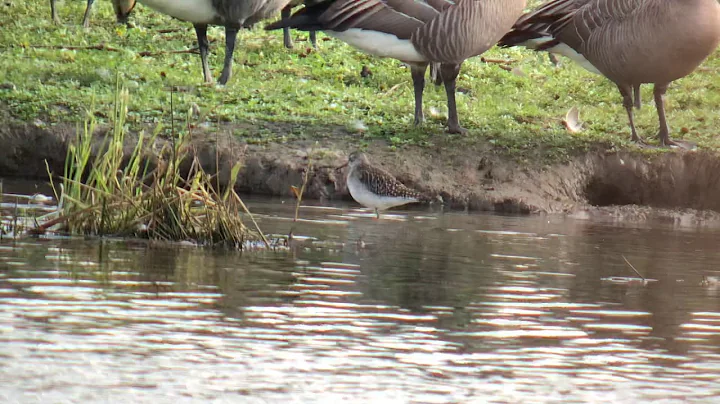 Wood Sandpiper
