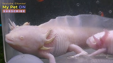 Cá cảnh thủy sinh kỳ nhông nước axolotl