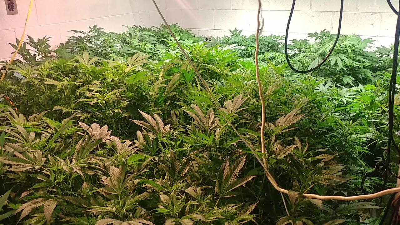 Veg room 8 weeks,