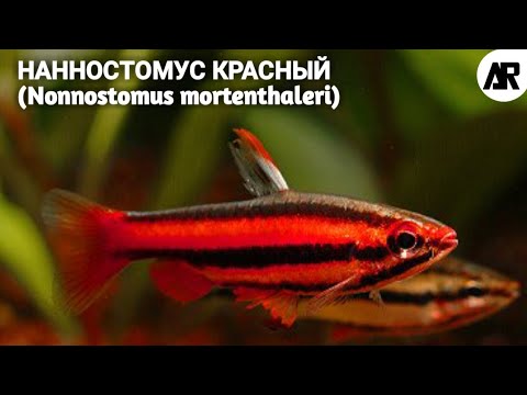 Нанностомус Красный | (Nonnostomus mortenthaleri).