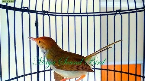 Prenjak Gacor - 8 Variasi Tembakan Pancingan Prenjak Lumut - Masteran Pikat Prenjak Kepala Merah