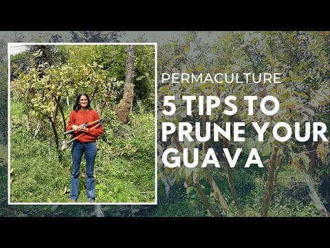 Video: Beskärning av ett guavaträd: När och hur man beskär ett guavaträd
