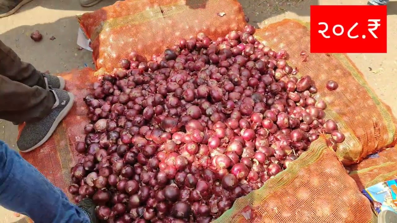 તા.૧૬/૦૨/૨૦૨૬ ની ડુંગળી ની જાહેર હરાજી