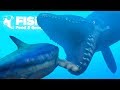 EATING THE BIGGEST CARNIVORES IN THE OCEAN!! - Fish Feed Grow | 19