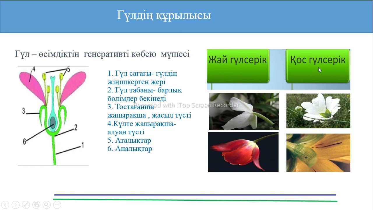 Амазониялық секс фильмдер онлайн Қайын атаңызбен порно көру