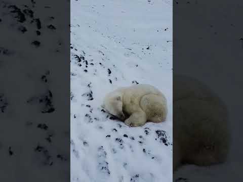 Video: 8 zvjezdica koje su i same postale 