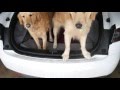 Fitting two dogs in Tesla model S