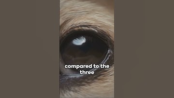 Thumbnail of Busting the dogs are colorblind myth.